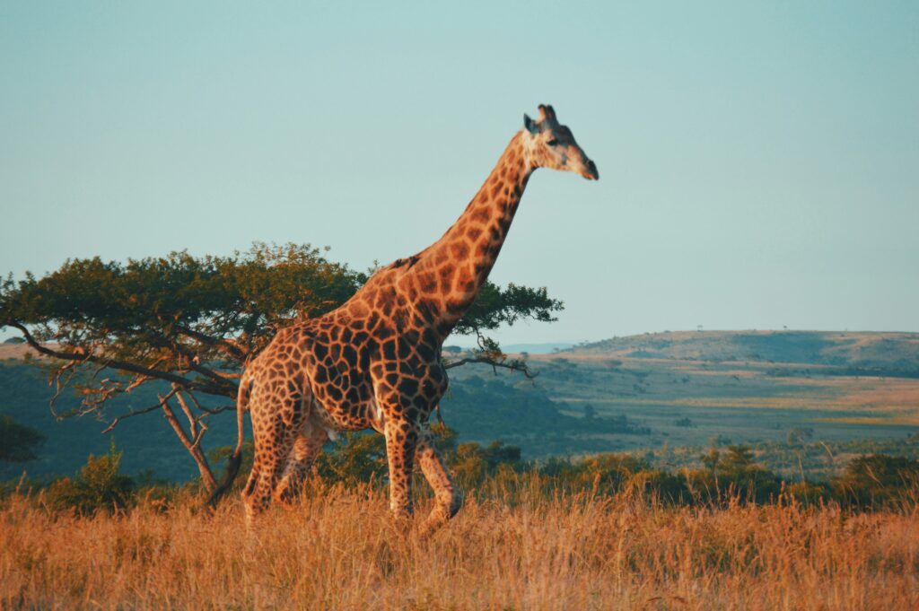 Safari im Kruger National Park ©unsplash/kelly Antoni