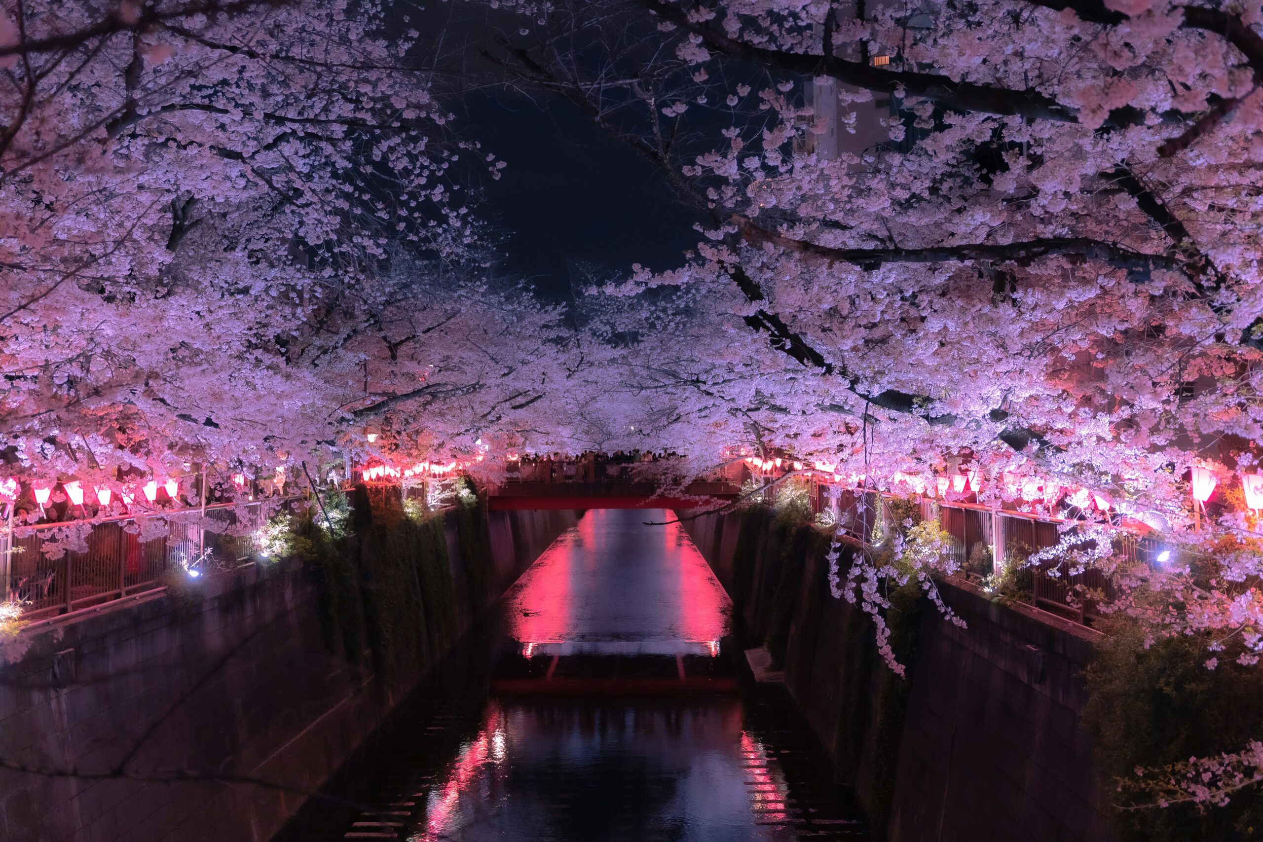 Kirschblüten und Lichter am Wasser.